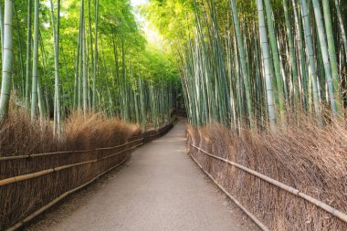 Japonya seyahat hedef simgesel yapısı olan Kyoto Arashiyama bambu ormanında