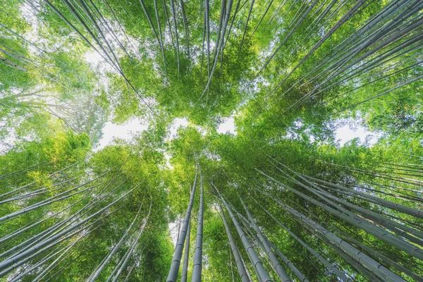 京都府嵐山竹林の竹林 — ストック写真