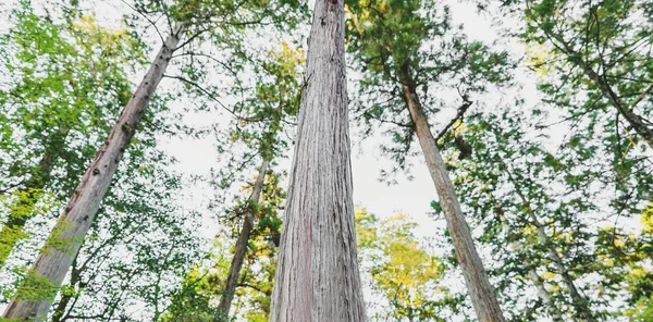 Panoramabäume Wald Morgen — Stockfoto