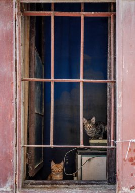 İki sevimli yavru kedi pencere gizleme