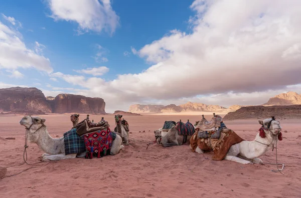 Wadi Rum Wüstenlandschaft Jordanien Mit Kamelen Die Morgen Chillen — Stockfoto