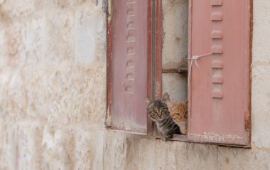 Kameraya bakarak pencere arkasına saklanmış şirin yavru kedi