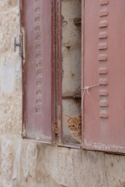 Kameraya bakarak pencerenin arkasında şirin yavru kedi