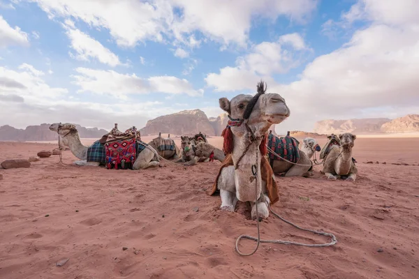 Paysage Désertique Wadi Rum Jordanie Avec Des Chameaux Qui Refroidissent — Photo