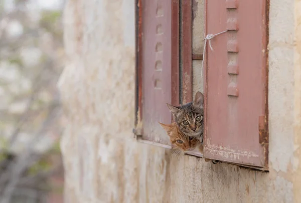 Two Curious Adorable Kitten Hiding Window Looking Camera — Stock Photo, Image