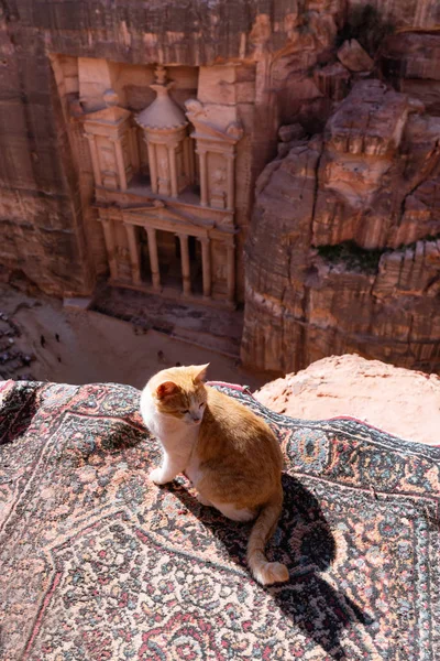 ペトラ ヨルダンの有名なランドマークや旅行先 猫が日光浴と美しい景色を楽しむ — ストック写真