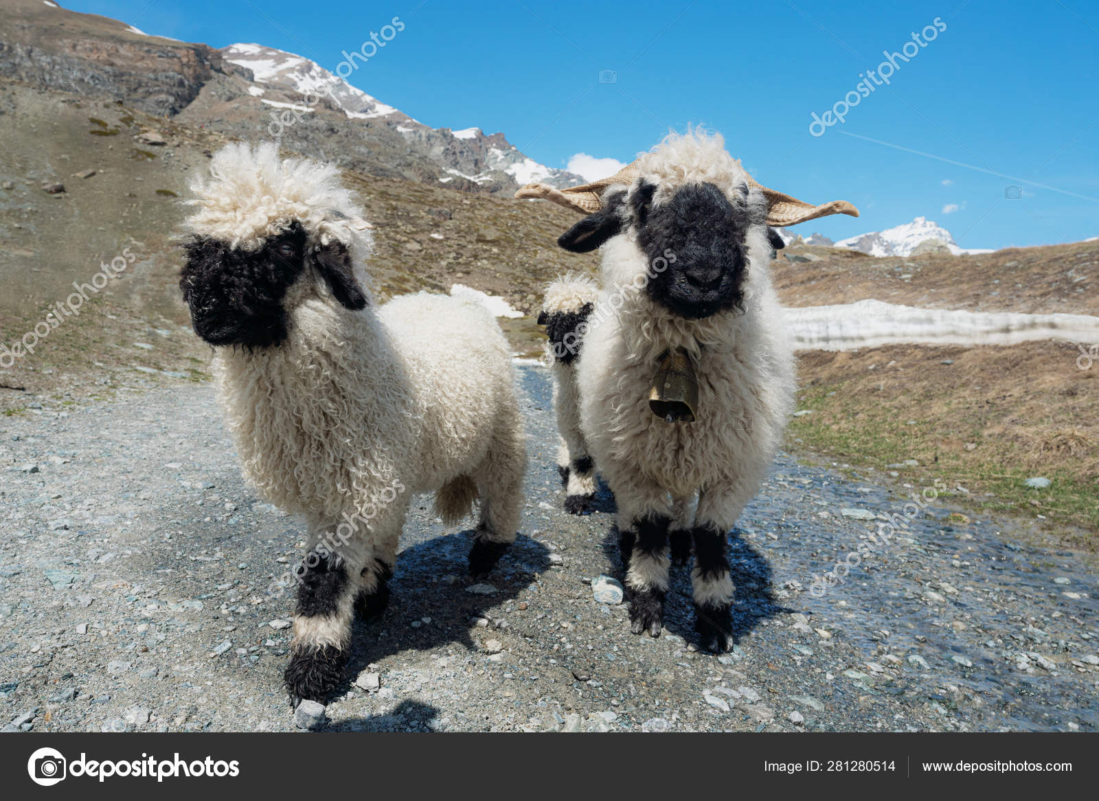 ツェルマットの高地に住むヴァレー ブラックノーズの羊 スイス