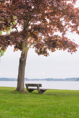 Sonbaharda göl ile ağacın altında Bench