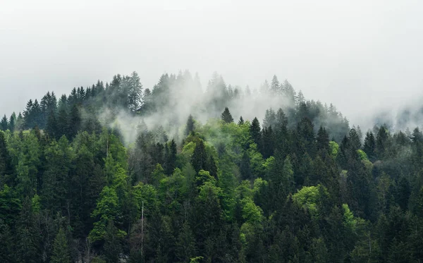 朝の松林の霧の風景 — ストック写真