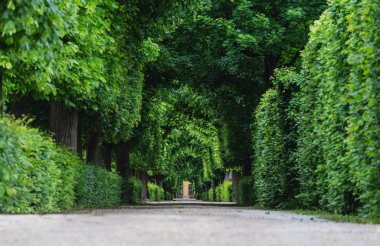 Yaz aylarında ağaçlar tünel ile Geçit
