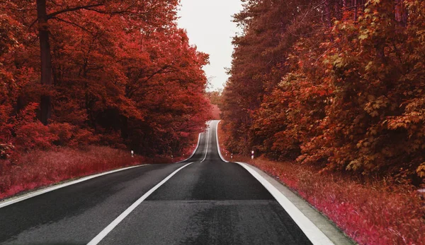 秋の紅葉の木々でいっぱいの田舎道側 — ストック写真