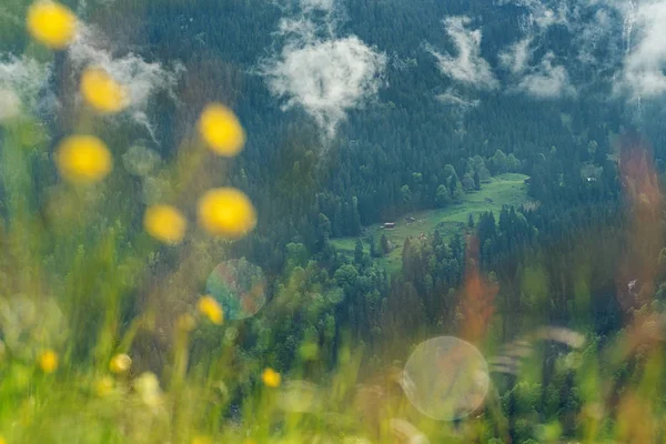 Bosques Verano Lauterbrunnen Suiza Con Flores Amarillas Desenfocadas Bokeh — Foto de Stock