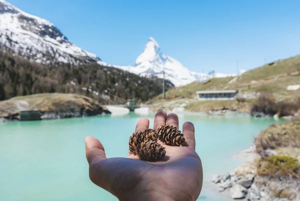 Mão Segurando Pinho Cone Com Matterhorn Montanha Vista Para Lago — Fotografia de Stock
