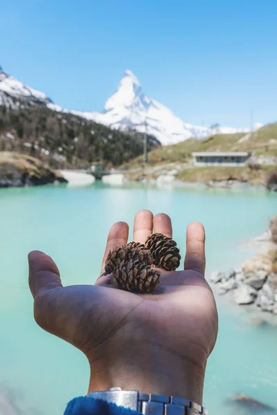 Hand Haltender Tannenzapfen Mit Matterhorn Und Seeblick Sommer Zermatt Schweiz — Stockfoto