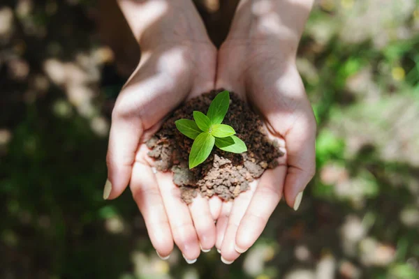 Woman Hand Holding Sprout Plant Seedling Plant Ground Top View Stock Photo