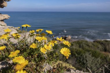 Deniz kenarındaki bir kayanın üzerinde sarı papatyalar