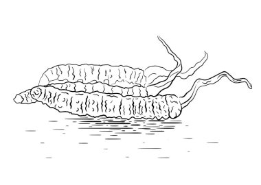 Siyah ve beyaz bir cordyceps mantar doğrusal Illustration. Superfood. Vektör öğesi için yaratıcılığınızı