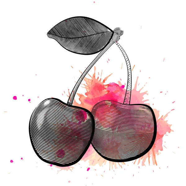 Διάνυσμα Χαρακτική Εικόνα Του Ζεύγους Των Κερασιών Ροζ Πιτσιλιές Ακουαρέλα — Διανυσματικό Αρχείο