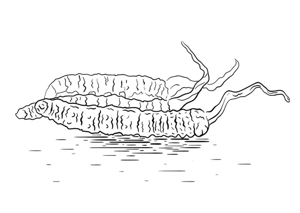 Siyah Beyaz Bir Cordyceps Mantar Doğrusal Illustration Superfood Vektör Öğesi — Stok Vektör