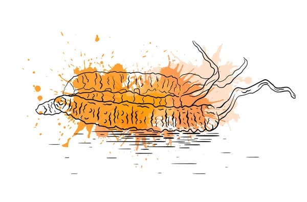 水彩の飛散と冬虫夏草菌の線形の図 スーパー フード あなたの創造性のベクトル要素 — ストックベクタ