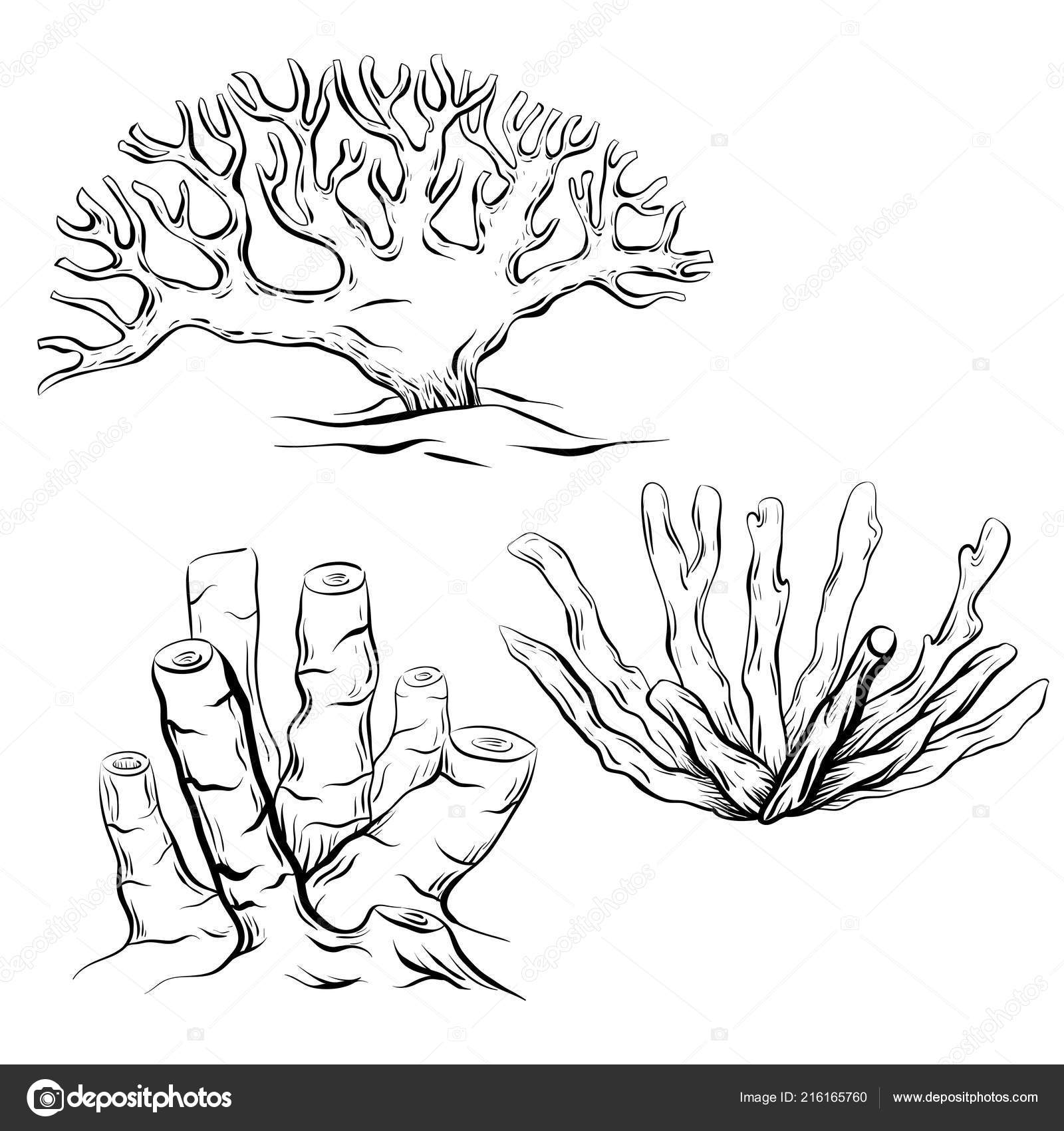 Set Various Black White Contour Cartoon Corals Object Separate Background  Stock Vector Image by ©veleri #216165760