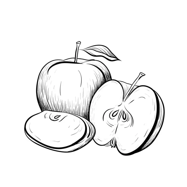 Schwarz Weiß Gestochene Illustration Von Äpfeln Schraffierte Zeichnung Konturenillustration Für — Stockvektor