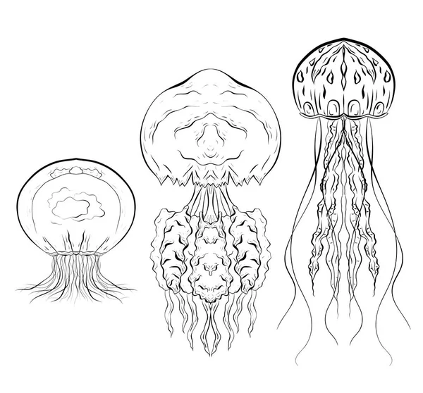 Sada Obrysu Černobílých Ilustrací Jellyfishes Objekt Oddělen Pozadí Lineární Obrázku — Stockový vektor