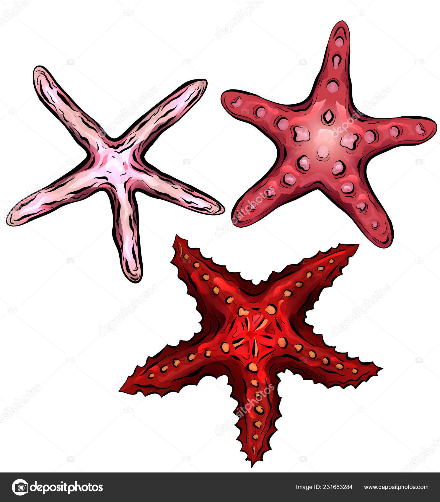 Ensemble Illustrations Cartoon Couleur Des étoiles Mer Objet