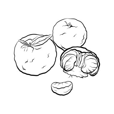 Kontur siyah beyaz çizgi film mandarin Illustration. Narenciye. Menü kartı ve yaratıcılık için vektör öğesi.