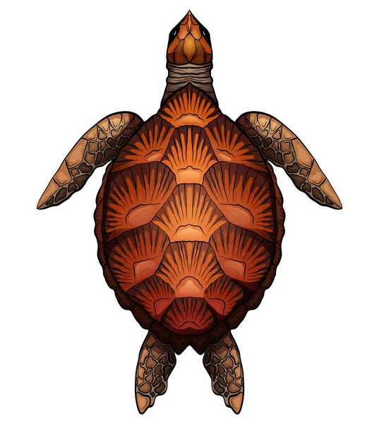 Illustration Couleur Dessin Animé Tortue Objet Est Séparé Arrière Plan — Image vectorielle