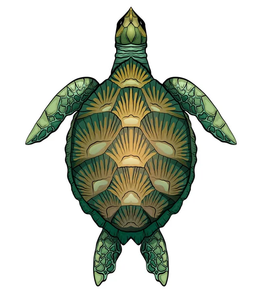 Farb Cartoon Illustration Der Grünen Schildkröte Das Objekt Ist Vom — Stockvektor