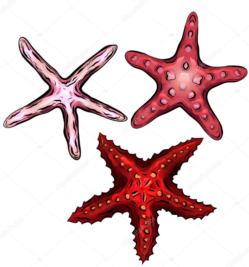 Set of color cartoon illustrations of starfishes. The object is separate from the background. Illustration for printing on T-shirts, covers, sketches of tattoos and your design.