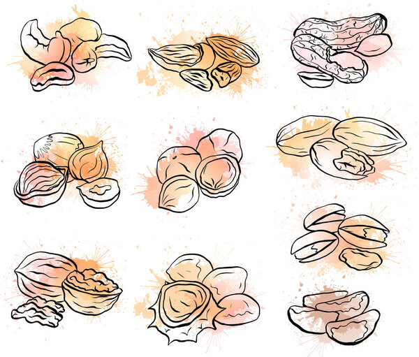 Set of contour drawings of various types of nuts with watercolor splashes. Objects separate from the background. Vector element for menus, recipes and your design.