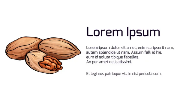 Banner Horizontal Com Ilustração Pecan Desenhos Animados Coloridos Lugar Para — Vetor de Stock