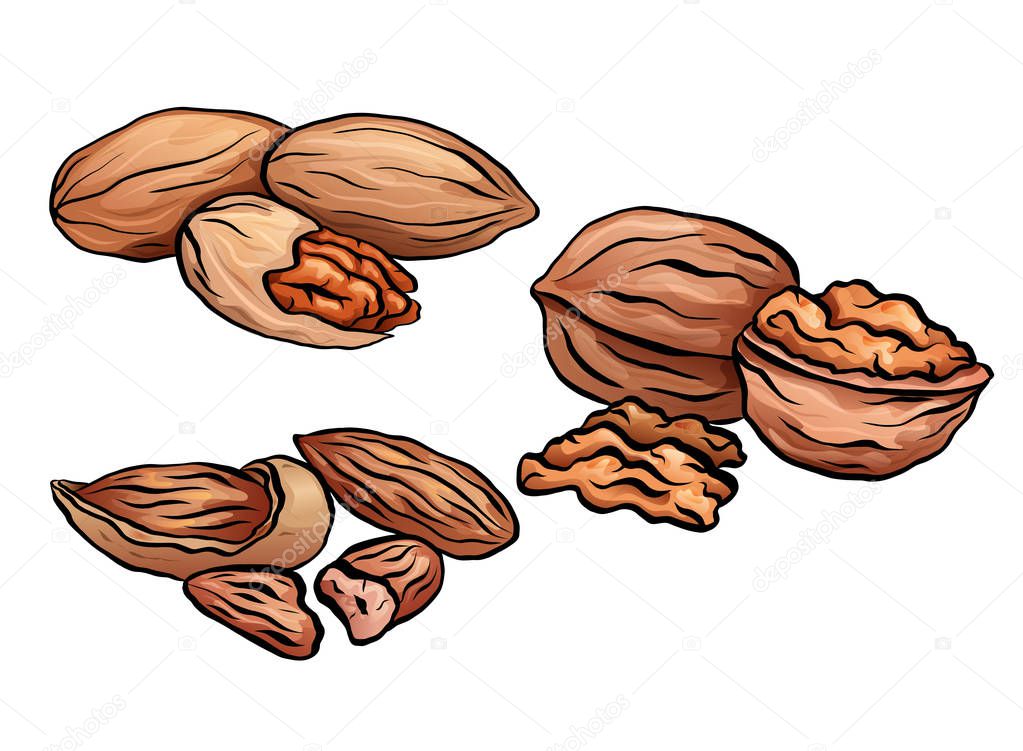 Set of colored cartoon nuts. Kit of walnut, pecan and almond. Objects separate from the background. Vector element for menus, recipes, cards and your design.