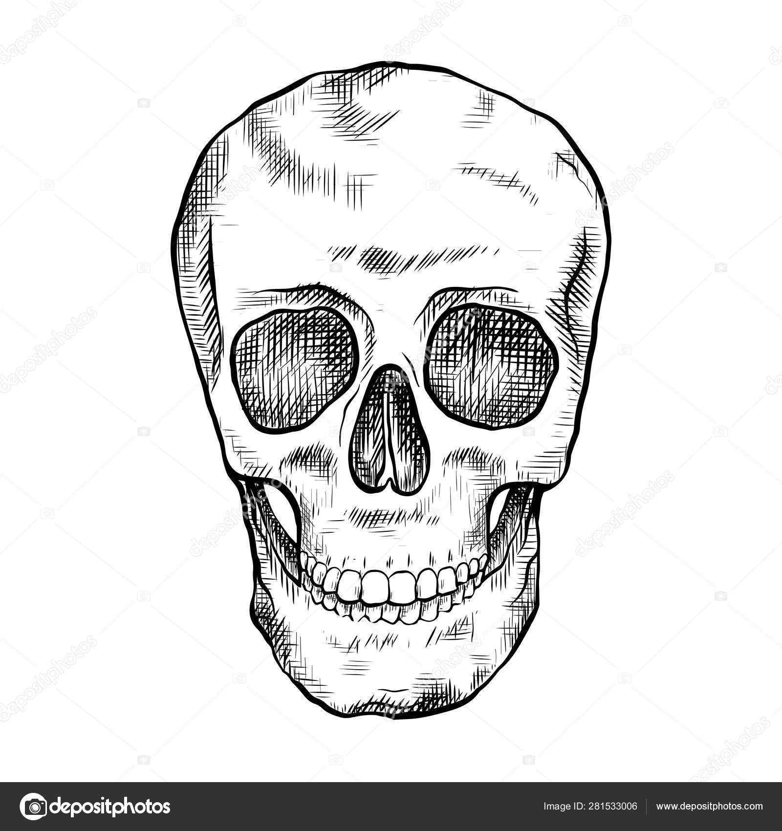 Image vectorielle Dessin du crâne humain avec éclosion. Vue de face. Art du  contour. Gravure noir et blanc par ©veleri - 281533006, image size:1600x1700