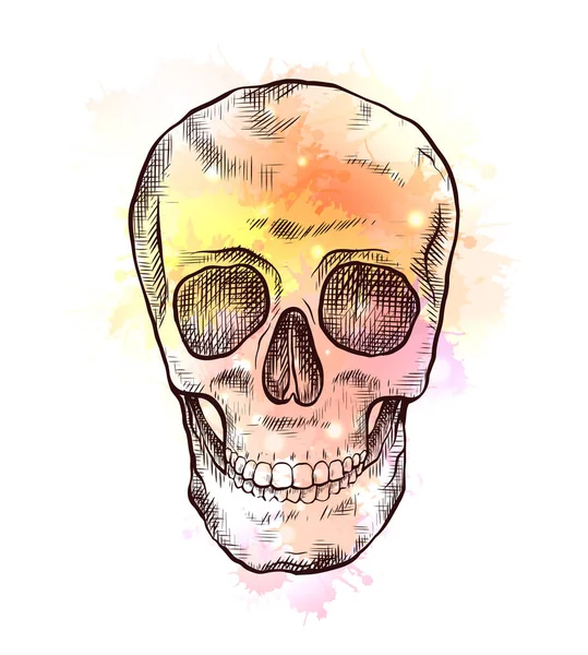 Desenho de crânio humano com respingos de eclosão e aquarela amarela. Vista frontal. Arte gravura colorida —  Vetores de Stock