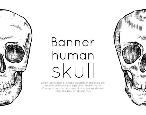 Bannière horizontale avec dessin du crâne humain avec éclosion et place pour le texte. Vue de face. Art du contour. Modèle de gravure noir et blanc — Image vectorielle