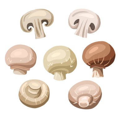 Şampiyon mantarlarının arka plandan ayrı olarak çizilmiş düz el çizimleri. Sağlıklı doğal yiyecekler. Menüler, tarifler, etiketler ve tasarımınız için vektör çizgi film ögesi.