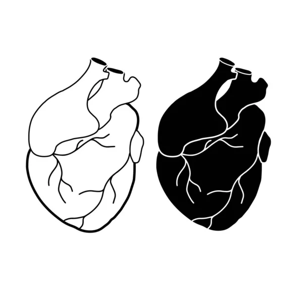 Conjunto Corazón Realista Con Aorta Venas Imagen Médica Silueta Negra — Archivo Imágenes Vectoriales