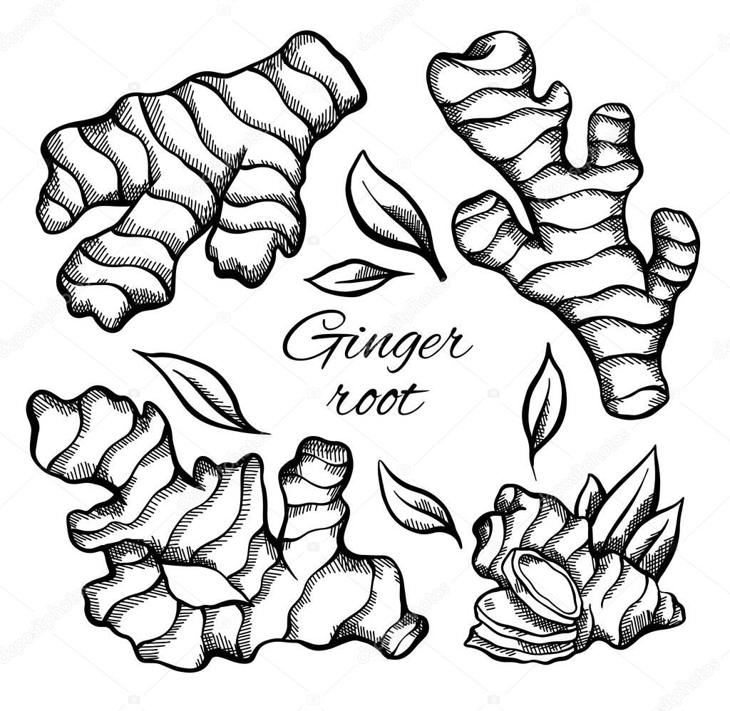 Set of sketch of ginger roots with the inscription on a white background. Engraving illustration with hatching. Healthy food. Vector object for menus, articles, recipes, labels and your design.