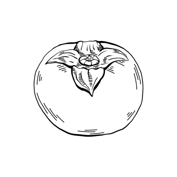 Handgezeichnete Persimmon Skizze Mit Schraffur Reife Früchte Separat Vom Hintergrund — Stockvektor