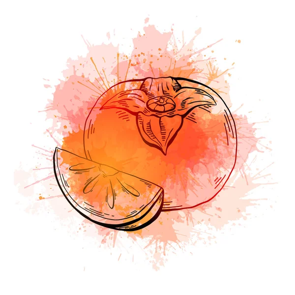 Konturskizze Einer Ganzen Persimmon Und Eines Stücks Mit Saftig Orangefarbenem — Stockvektor