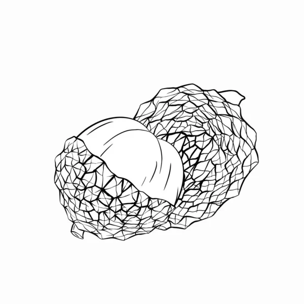 Sketch Lychee Tropical Fruit Illustration White Background Bayas Enteras Medias — Vector de stock