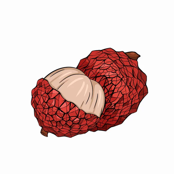 Desenho Lychee Ilustração Frutas Tropicais Fundo Branco Frutas Inteiras Meias —  Vetores de Stock