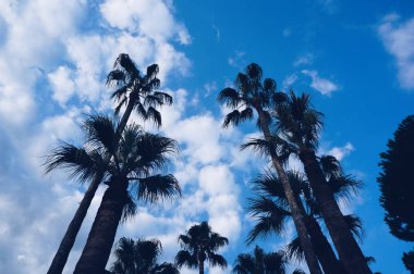 Plajda palmiye ağaçları. Makaleler, blog posta ve afiş için iyi bir seçim. 