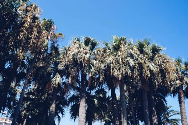 Palm Trees Cannes France — Stock Photo, Image