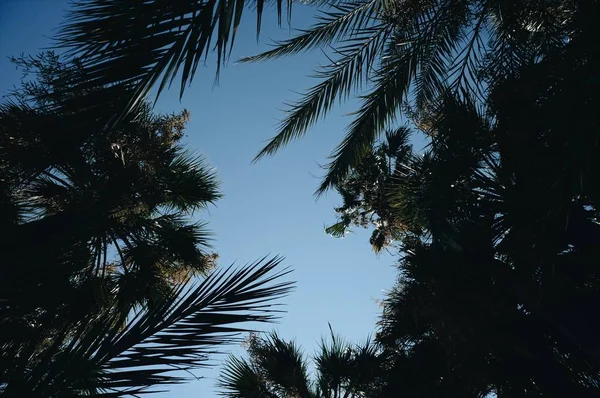 Palmiye Ağaçları Cannes Fransa Resim Arka Plan Afiş Makale Gösterimi — Stok fotoğraf