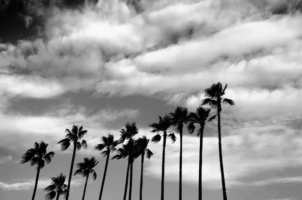 Palm Trees Cannes France — Stock Photo, Image