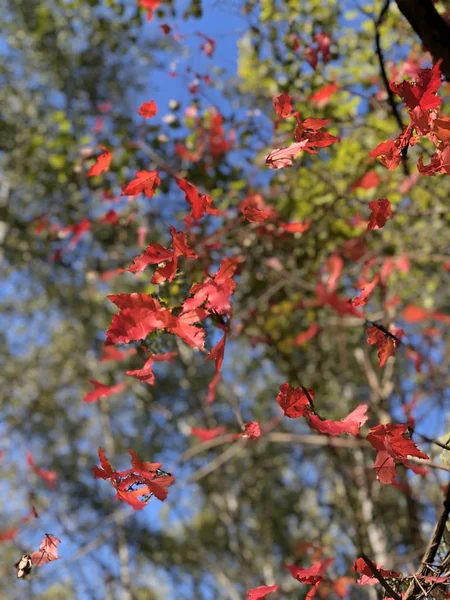 Mavi gökyüzüne karşı sonbaharın tüm palet